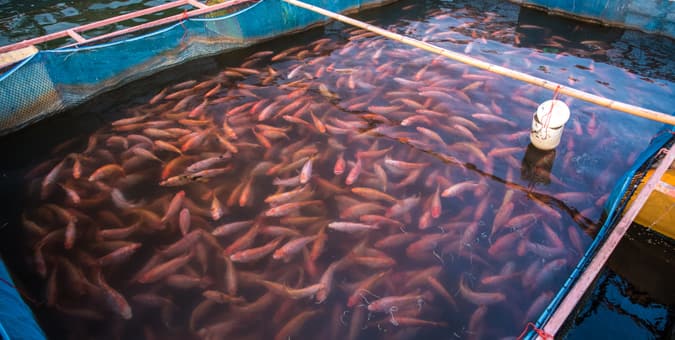 Tanque lleno de tilapia roja en una granja de peces utilizada para la acuicultura.