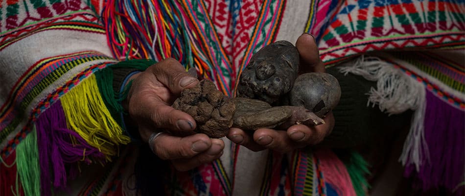 Agricultura Indígena en Cuzco, Perú: Vistiendo un Poncho Tejido a Mano y Sosteniendo Patatas en Palccoyo