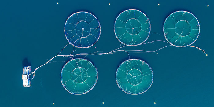 Fish Farming 101: Aquaculture Management Software