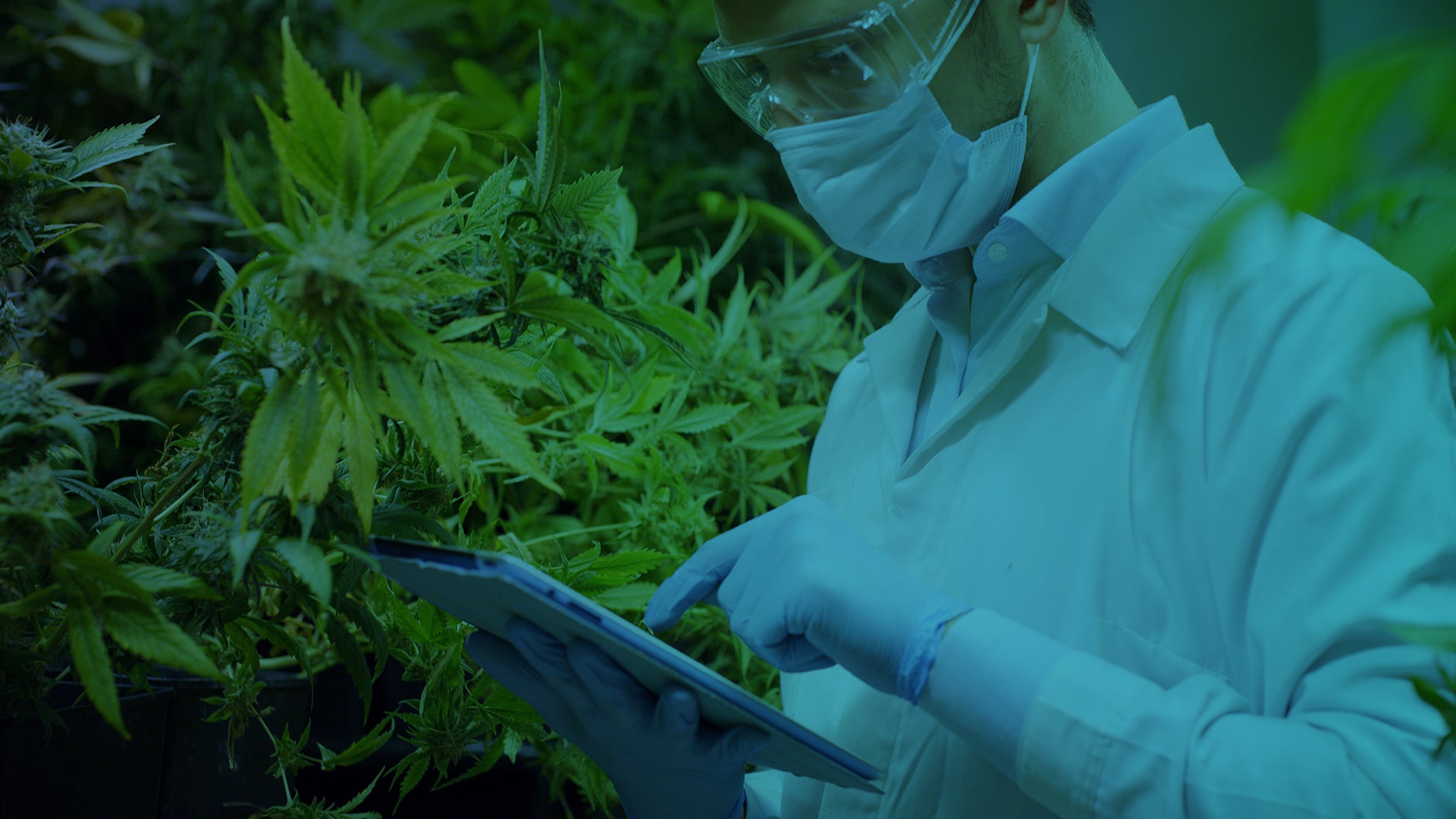 cannabis companies netsuite erp-banner