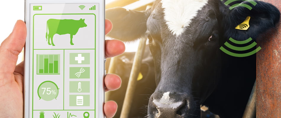 Hand holding mobile phone using app created with AG Tech livestock management software by Chetu developers to track important health data of cow.