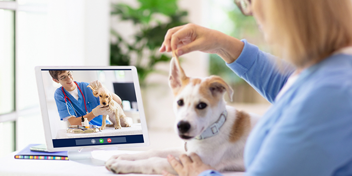 The Top 5 Features for Veterinary Telemedicine Software