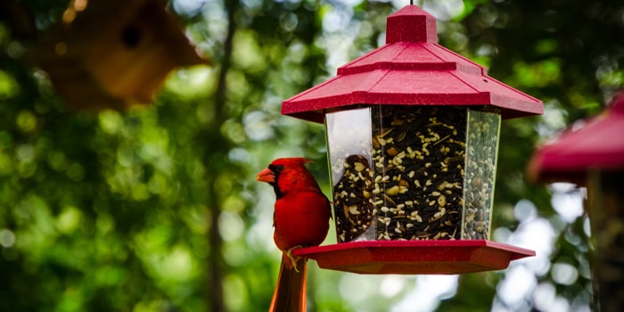 Chetu Develops Intelligent POS System for Wild Birds Unlimited
