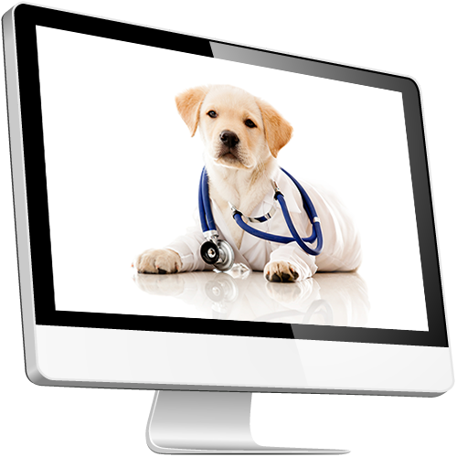 VETERINARY PRACTICE MANAGEMENT