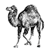 Perl
